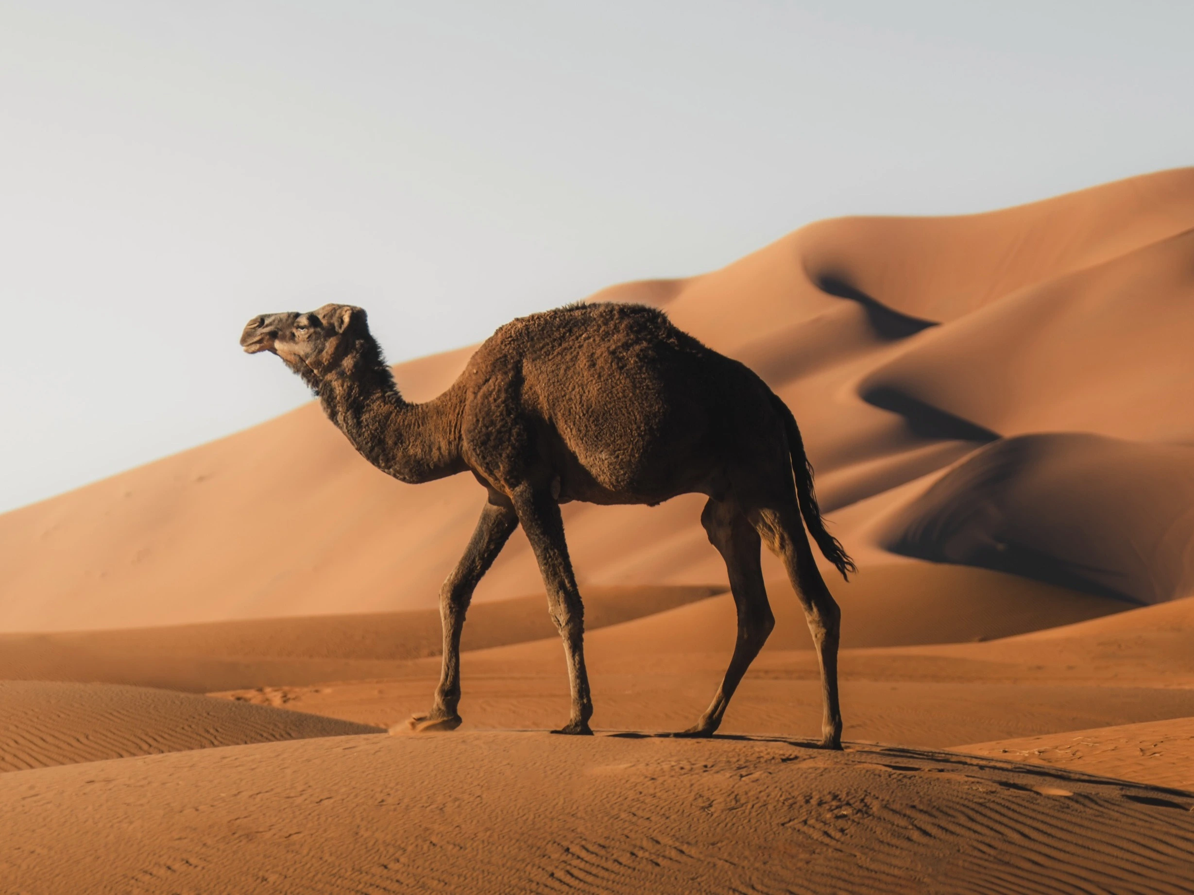 2 Days Desert Tour from Marrakech